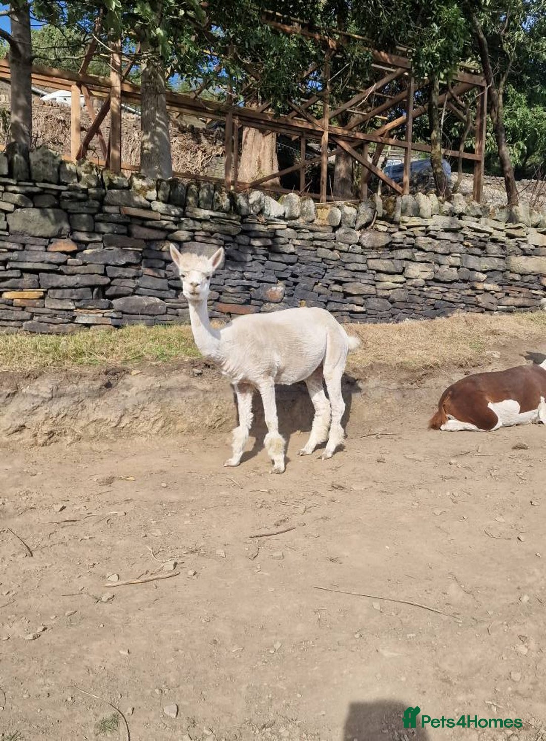 Alpaca livestock for sale: Sad Sale of 5 Females - Image 7