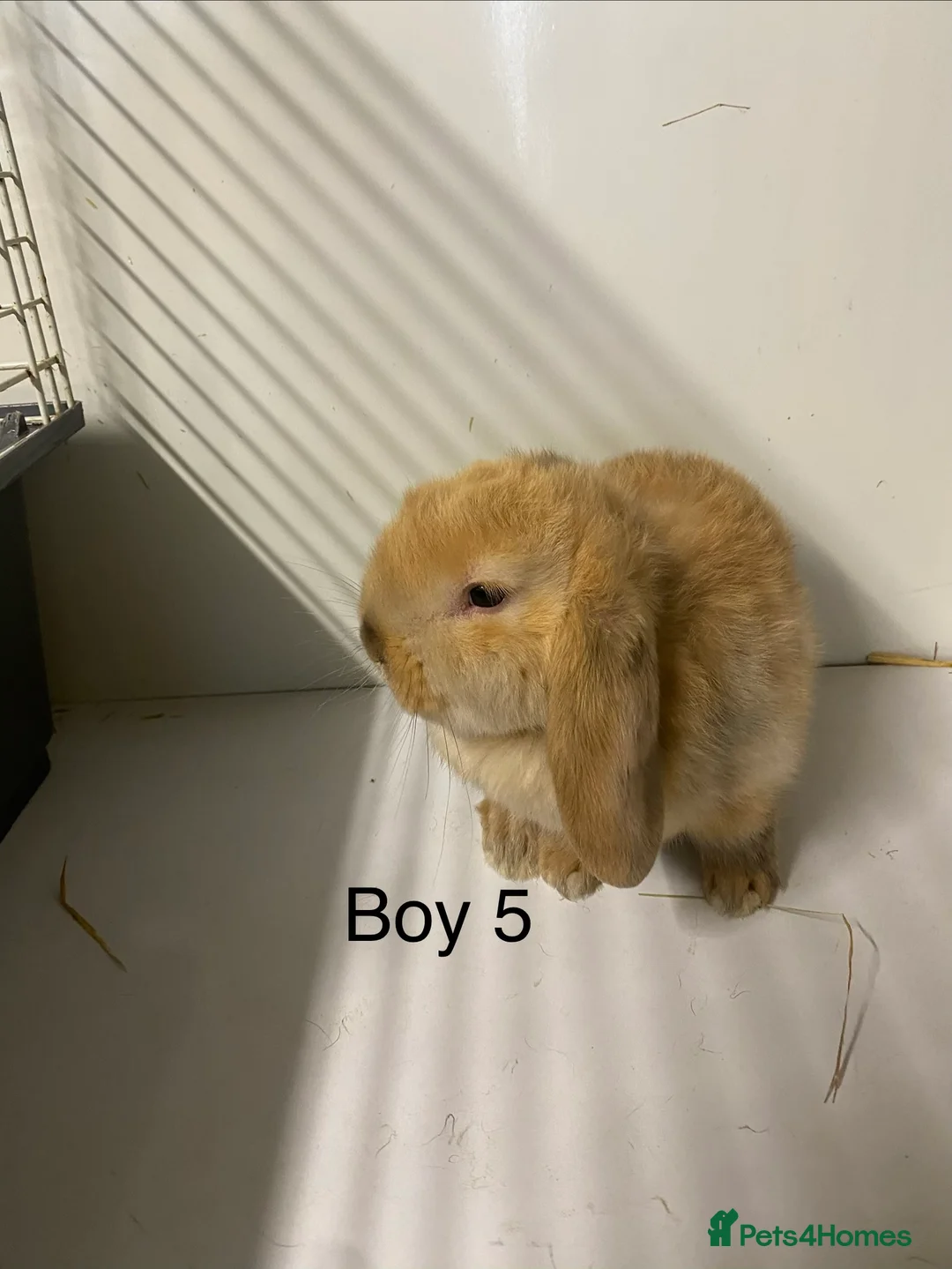 Mini Lop rabbits for sale: Beautiful Mini Lop bunnies  - Advert 6