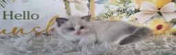 Ragdoll cats for sale: 💕BEAUTIFUL TICA REGISTERED RAGDOLLS KITTENS 💕 - Advert 11