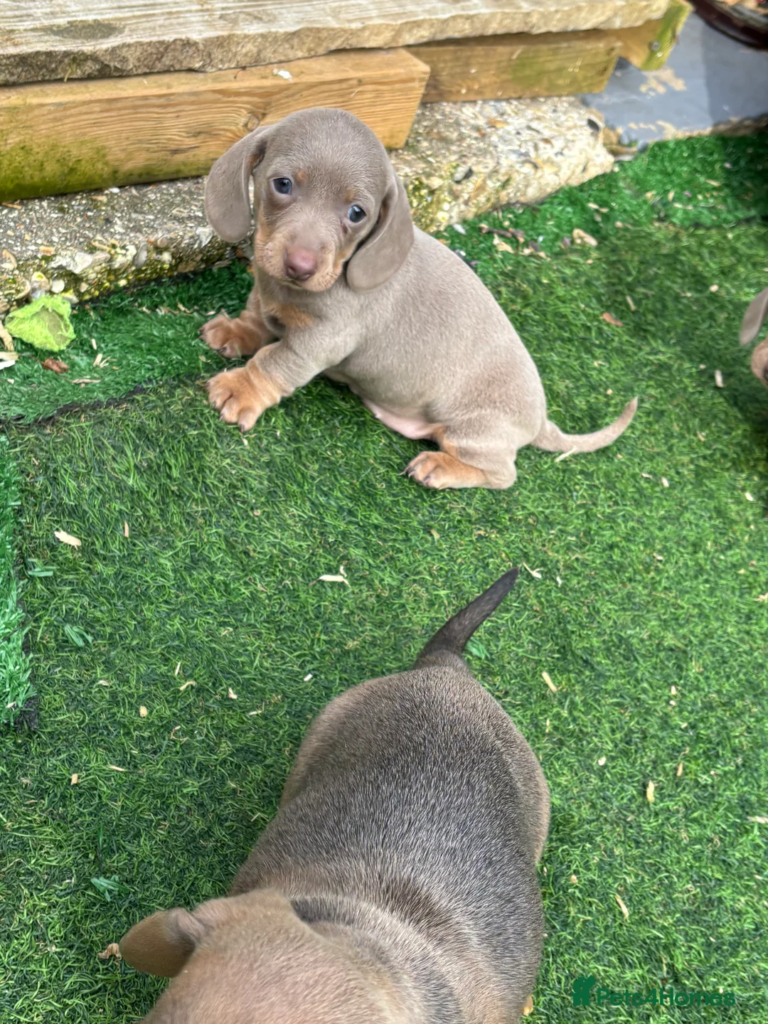 Dachshund dogs for sale: 4 beautiful Isabella and tan puppy’s  - Advert 26