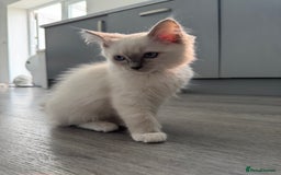 Ragdoll cats for sale: GCCF Lilac Ragdoll Kitten 1 remaining - Reduced in Bishop Auckland - Image 7