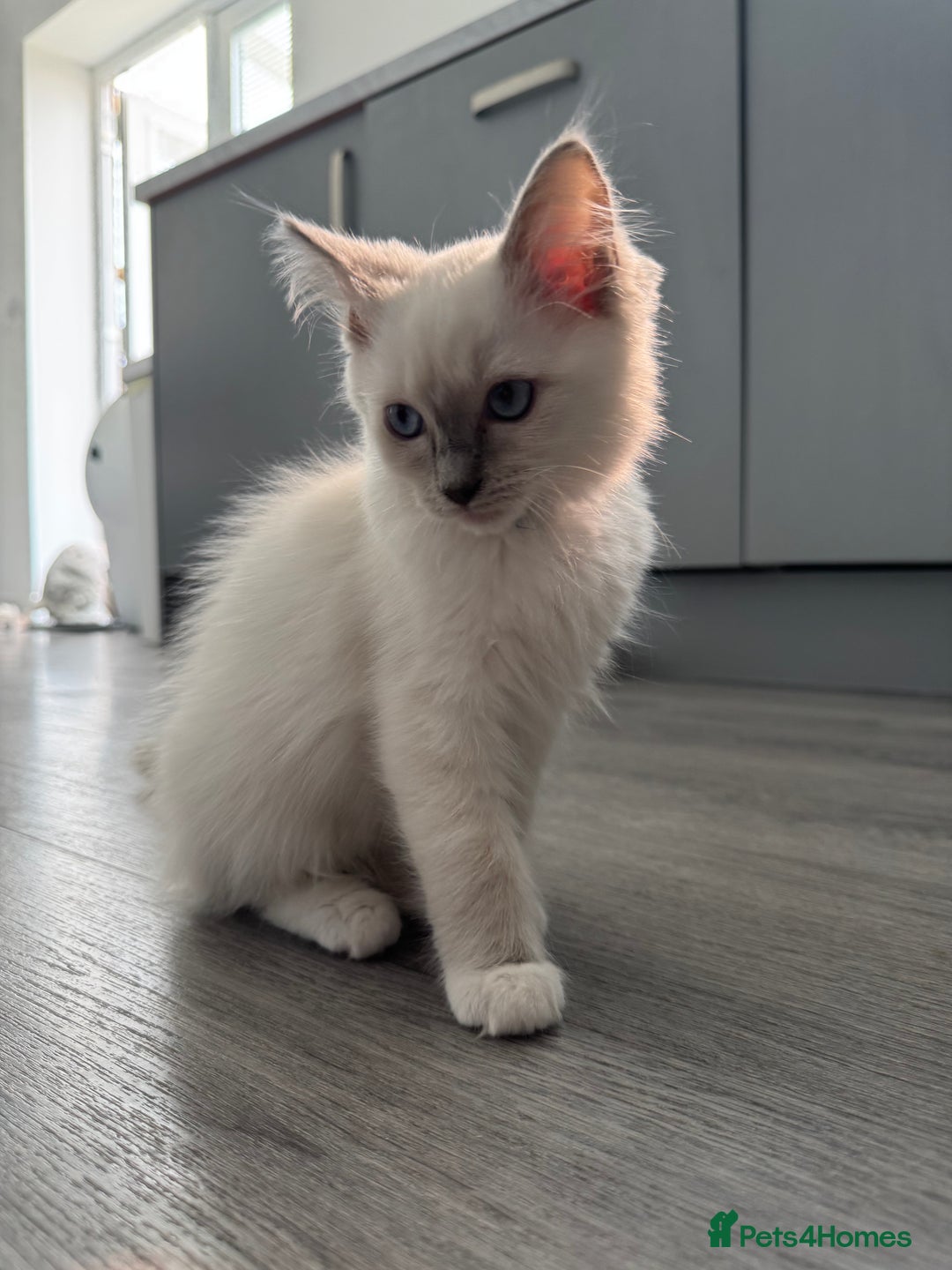 Ragdoll cats for sale: GCCF Lilac Ragdoll Kitten 1 remaining - Reduced in Bishop Auckland - Image 7