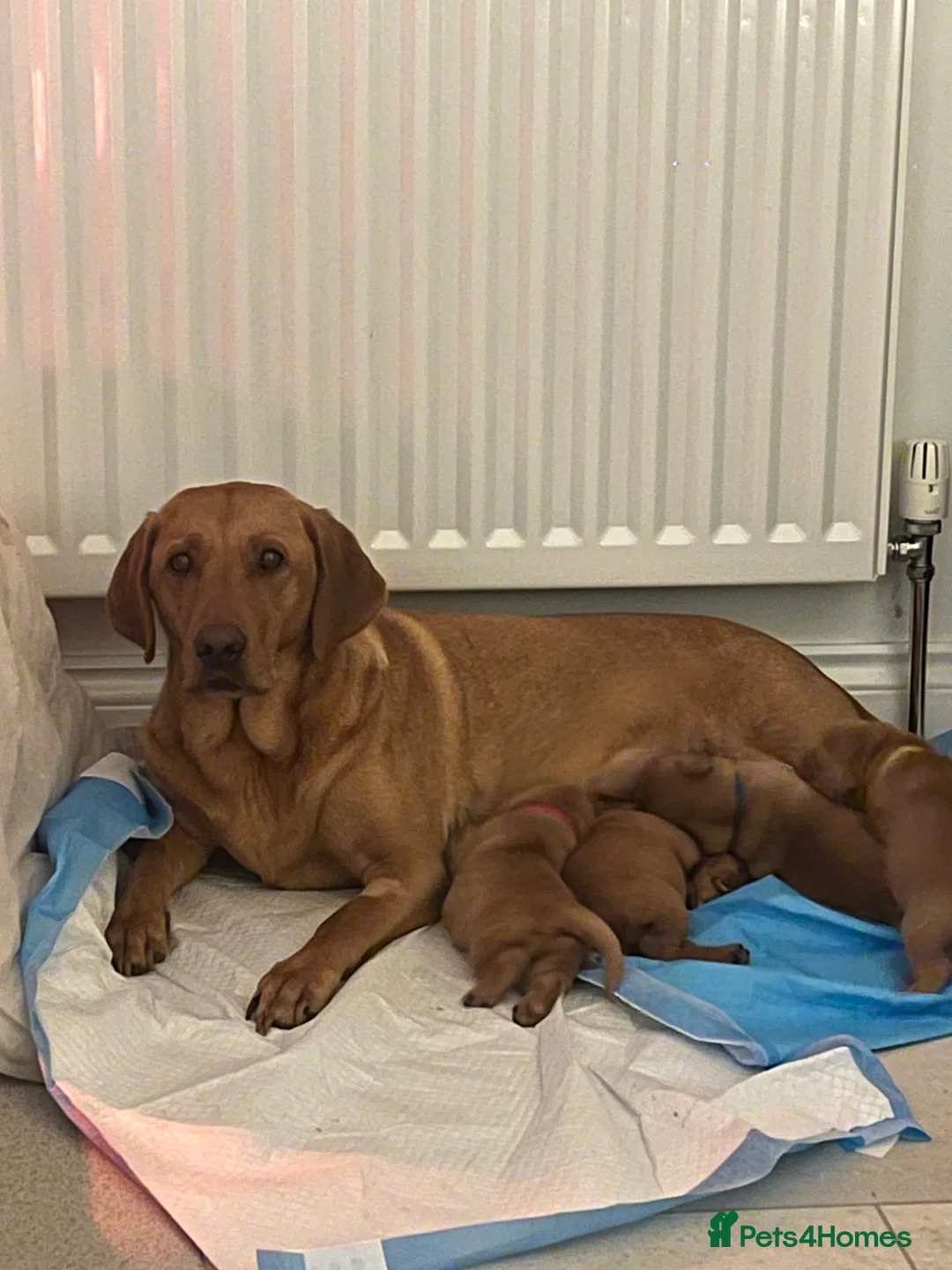 Labrador Retriever dogs for sale: 🌟 5 Star KC Registered FOX RED & YELLOW Labradors - Advert 18