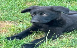 German Shepherd dogs for sale: REDUCE PRICE  - Image 9