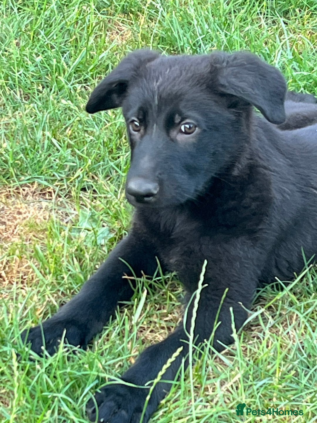 German Shepherd dogs for sale: REDUCE PRICE  - Image 9