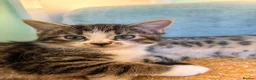 Mixed Breed cats for sale: Bengal/Maine Coon mix • stunning & affectionate  - Advert 12