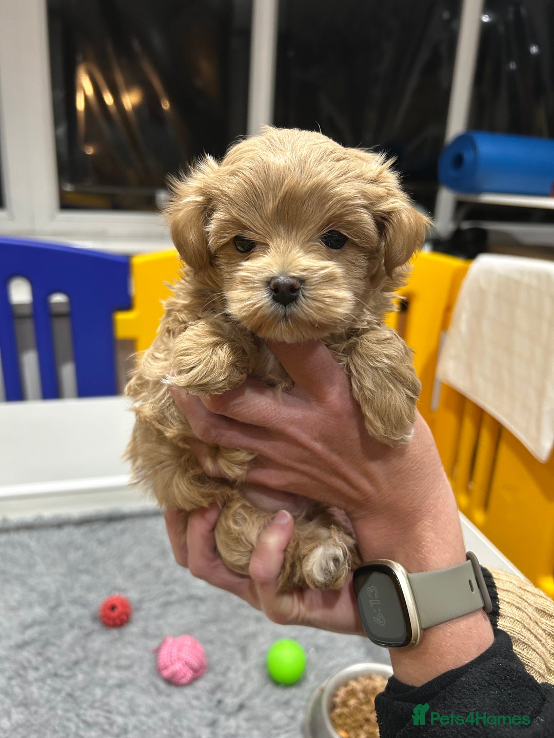 Maltipoo dogs for sale: Stunning F1 Maltipoo Baby Boy - Advert 4