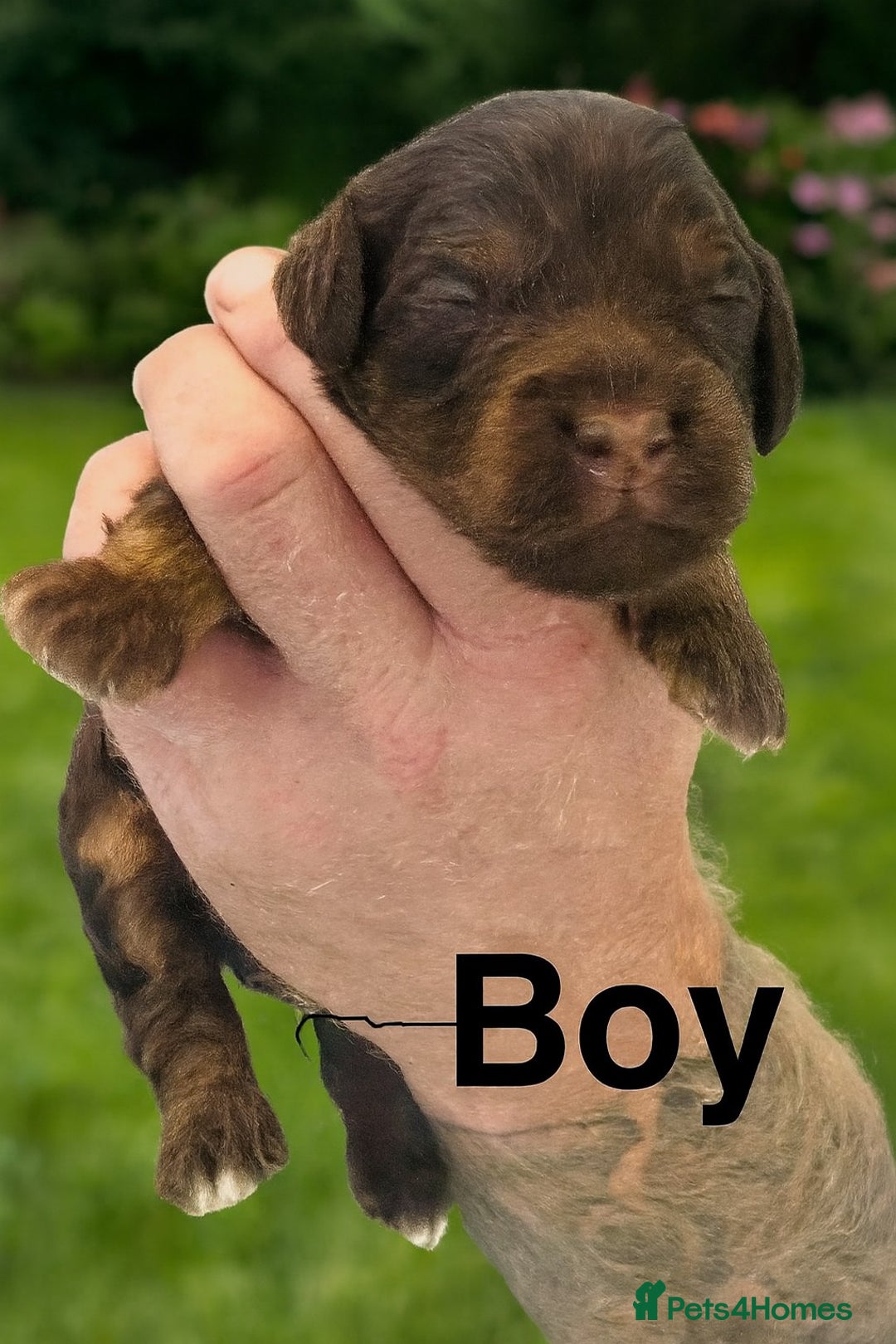 Cockapoo dogs for sale: DNA TESTED Cockapoo puppies, ready 22nd October  - Image 4