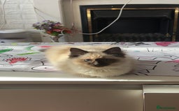 Ragdoll cats for sale: Ragdoll kitten - Image 2