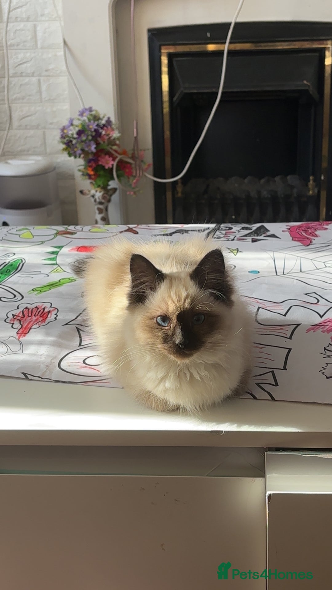 Ragdoll cats for sale: Ragdoll kitten - Image 2