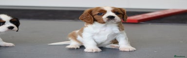 Cavalier King Charles Spaniel Puppy 1