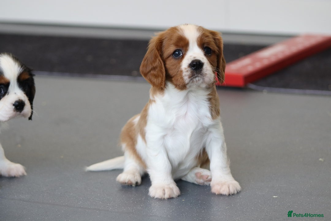 Cavalier King Charles Spaniel dogs for sale: Cavalier King Charles Puppies for sale - Advert 38