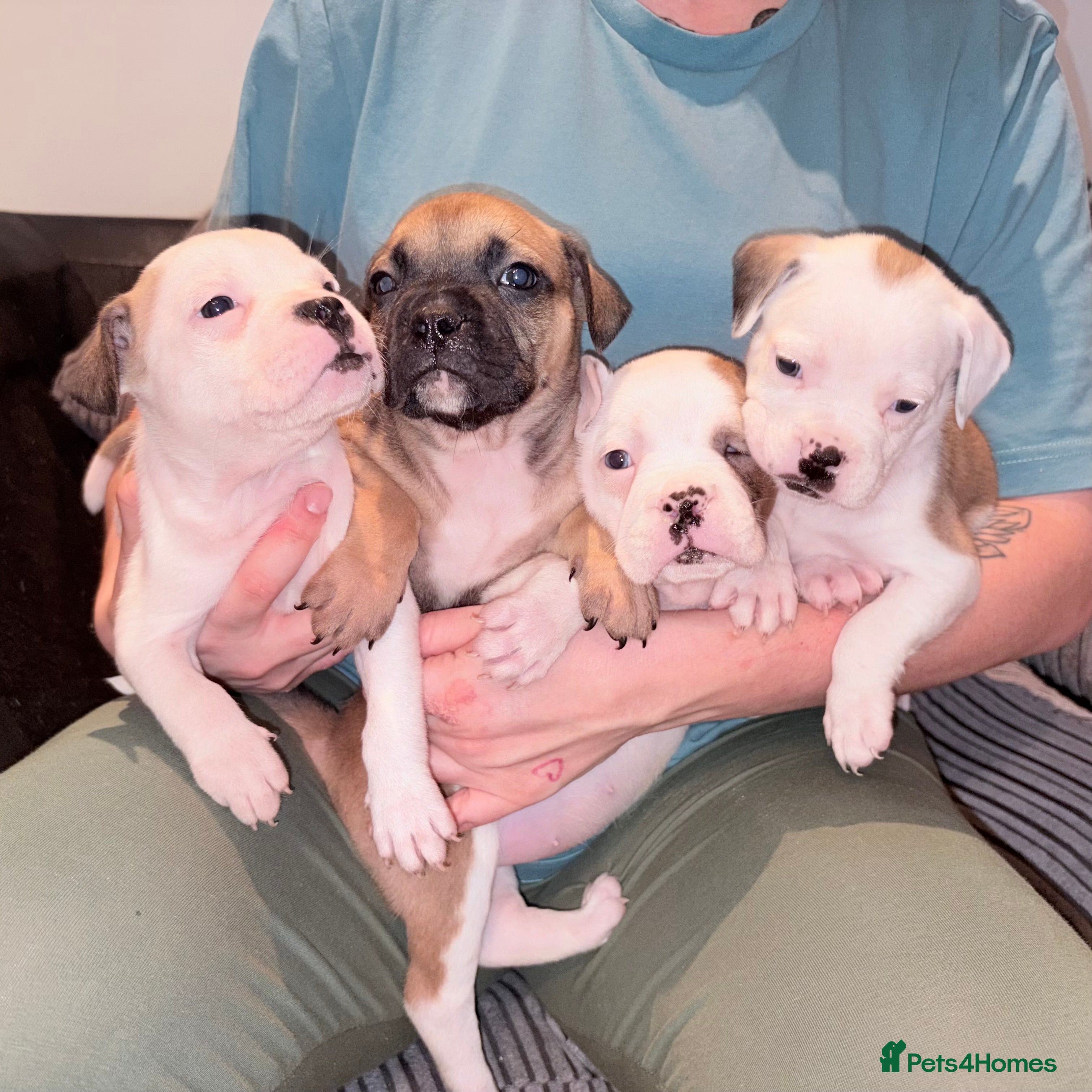 Mixed Breed dogs 7 gorgeous rare French American Bulldogs - Advert 7