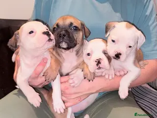 Mixed Breed dogs 7 gorgeous rare French American Bulldogs - Advert 7