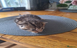 Mixed Breed cats for sale: 🐾 Adorable Kittens Looking for Loving Homes! 🐾 - Image 2