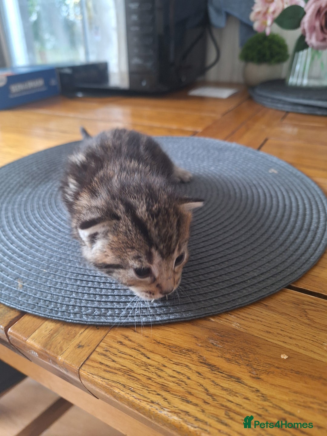 Mixed Breed cats for sale: 🐾 Adorable Kittens Looking for Loving Homes! 🐾 - Image 2