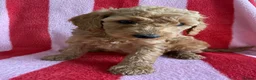 Cockapoo dogs for sale: LAST 3 READY TO LEAVE!!! COCKAPOO PUPPIES - Advert 12