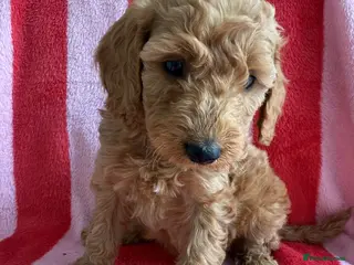 Cockapoo dogs 7 Beautiful Cockapoo Puppies - Advert 5