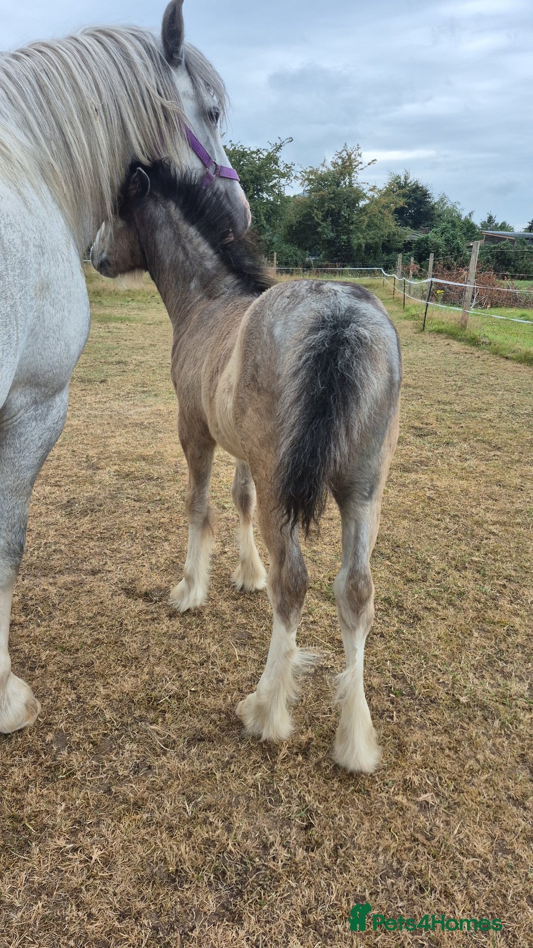 Irish Cob horses for sale: Puddles  - Image 3