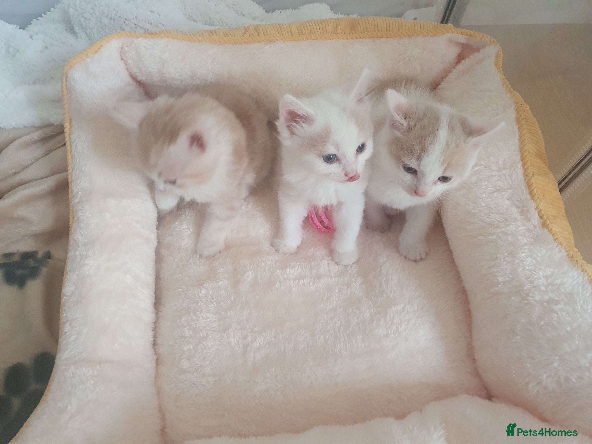 Mixed Breed cats 3 Gorgeous Little Fluffy Boys - Advert 15