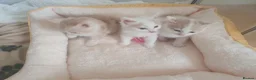Mixed Breed cats for sale: 3 Gorgeous Little Fluffy Boys - Advert 1
