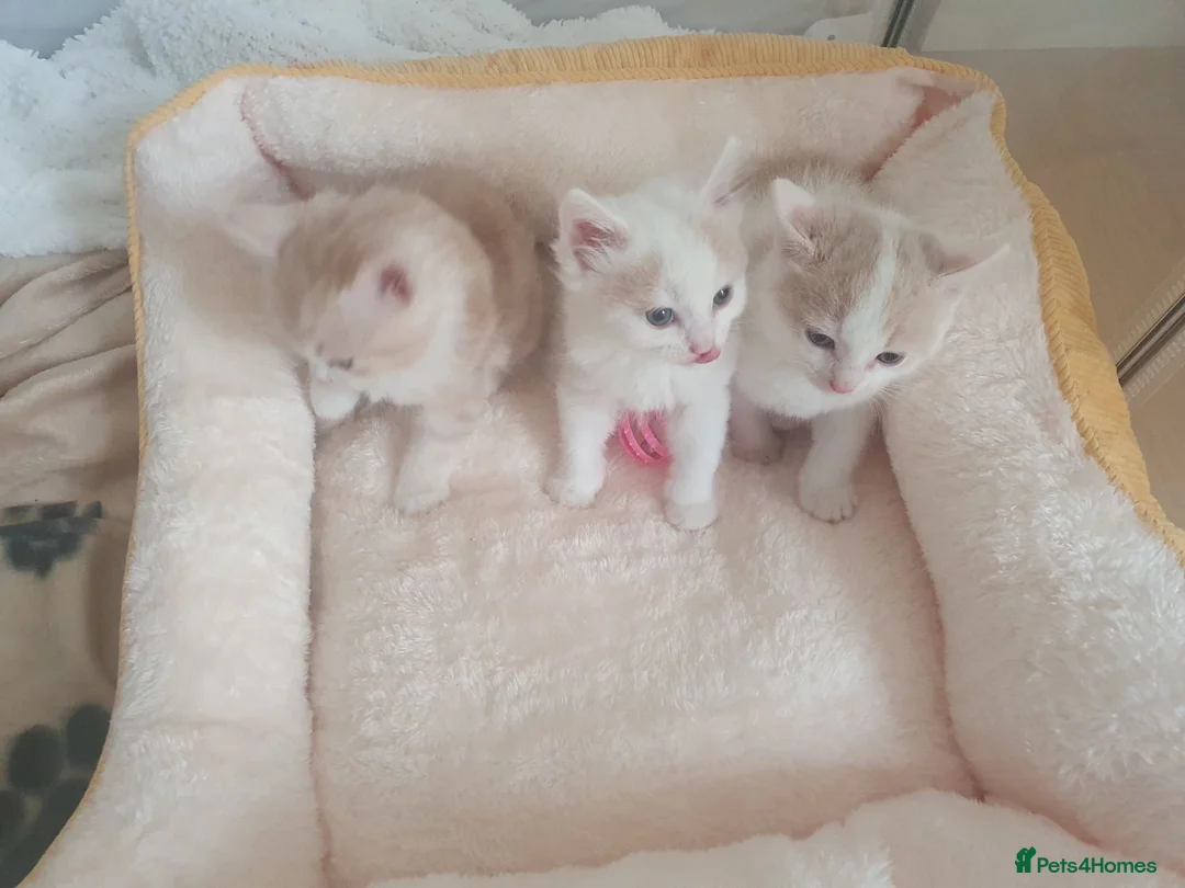 Mixed Breed cats for sale: 3 Gorgeous Little Fluffy Boys - Advert 1