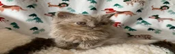 British Longhair cats for sale: GCCF kittens  - Advert 8