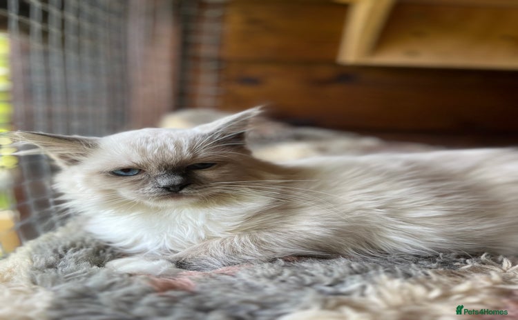 Ragdoll cats - Advert 13