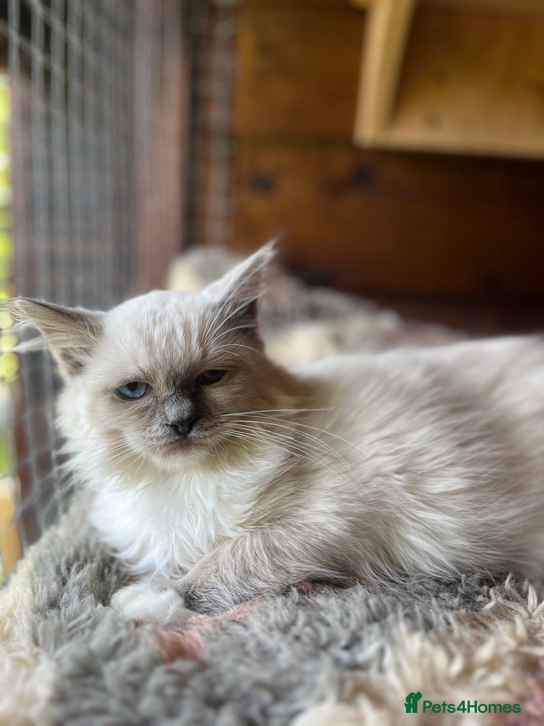 Ragdoll cats for sale:  Gorgeous purebred ragdoll kittens ready now  - Image 1