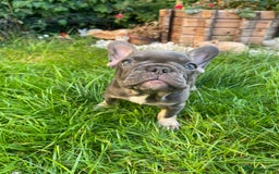 French Bulldog dogs for sale: KC registered french bulldogs  - Image 11