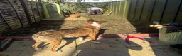 Mixed Breed dogs for adoption: Cisco - low energy cuddle bug!  in London - Advert 11