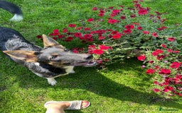 Mixed Breed dogs for adoption: 💖🐶 LINDA 🐶💖 - Image 3
