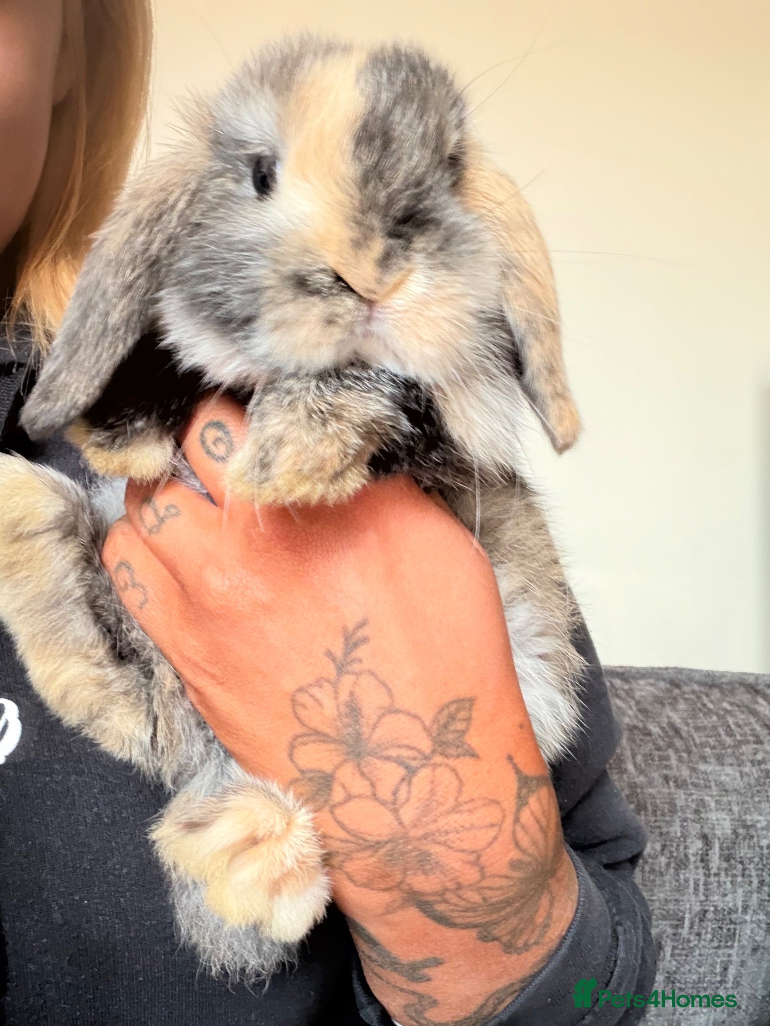 Mini Lop rabbits Male rabbit mini loop 9 weeks old  - Advert 1