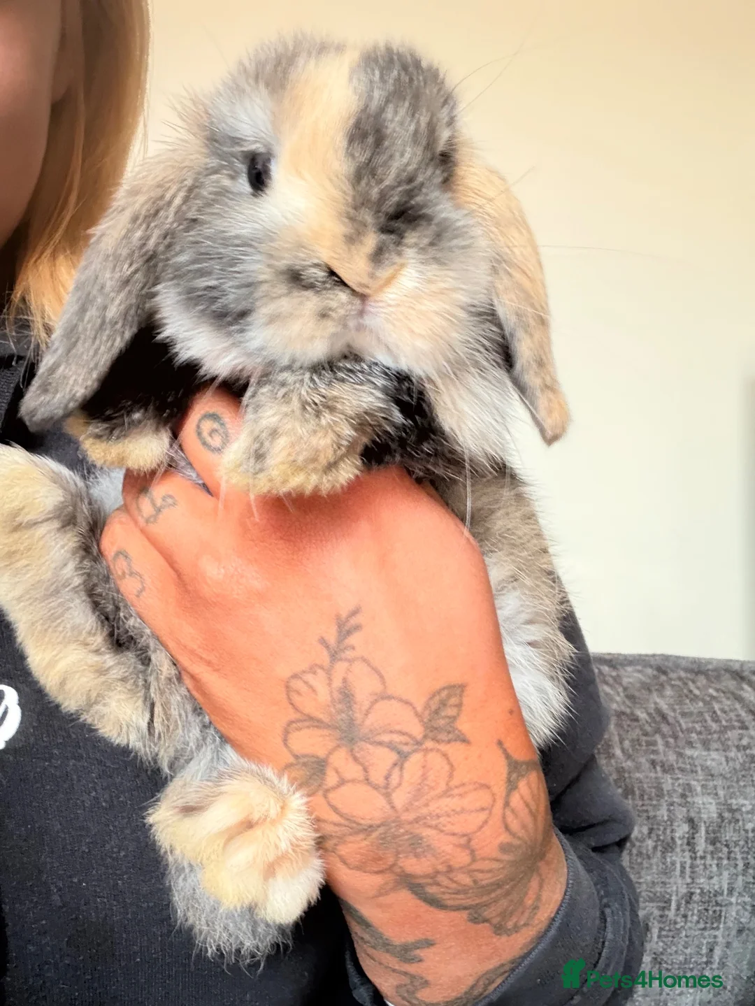 Mini Lop rabbits for sale: Male rabbit mini loop 9 weeks old  - Advert 1