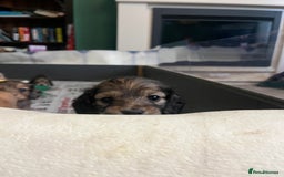 Miniature Dachshund dogs for sale: Red & Shaded Cream! KC Mini Long Haired Dachshunds - Image 11