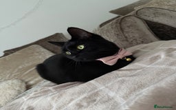 British Shorthair cats for sale: Female cat looking for loving home  - Image 7