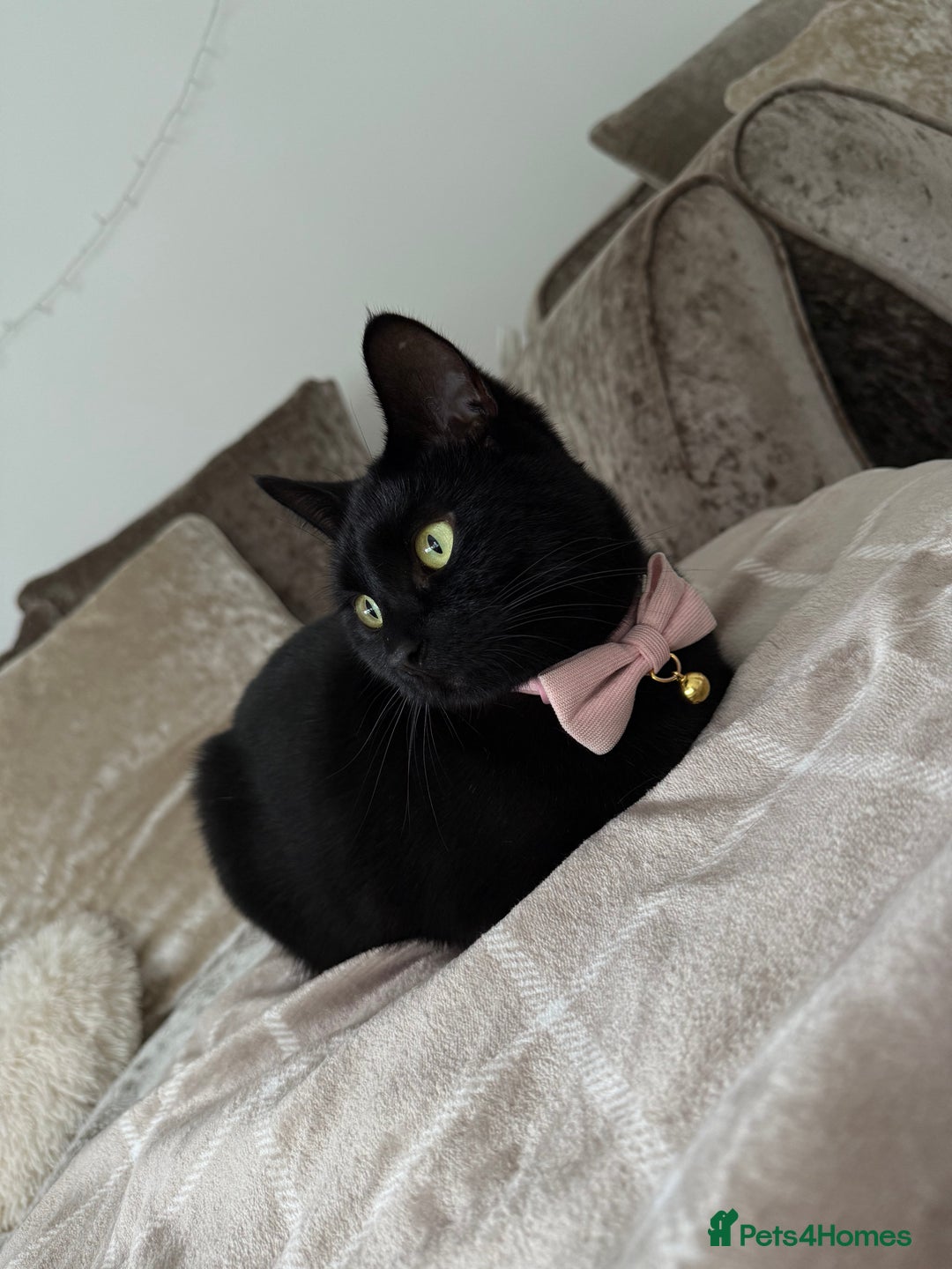 British Shorthair cats for sale: Female cat looking for loving home  - Image 7