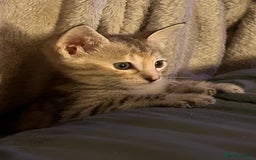 Savannah cats for sale: F4 Savannah kittens  - Image 7