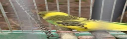 Budgerigars birds for sale: Budgies for sale - Advert 5