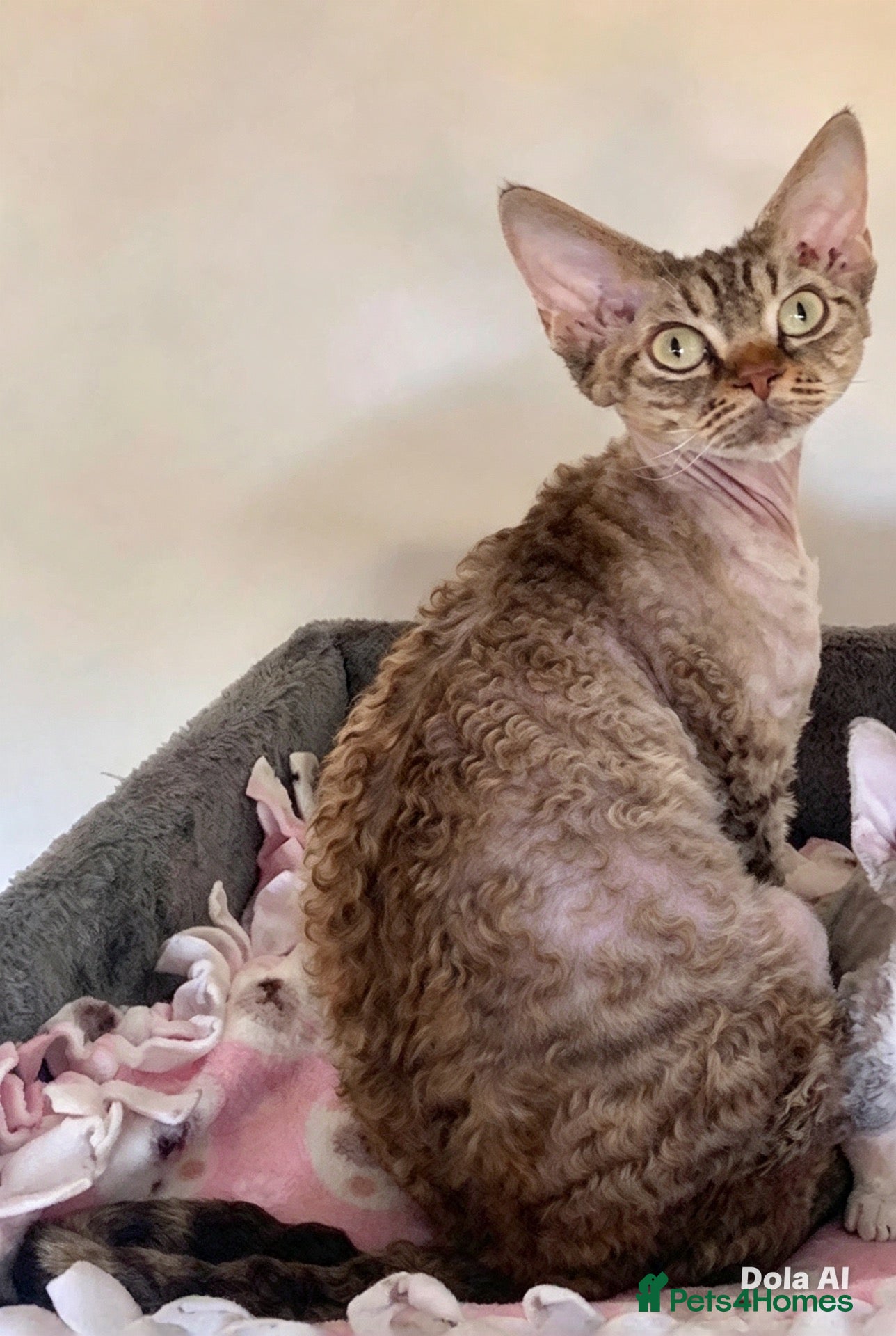 Devon Rex cats Show quality Devon Rex  - Advert 1
