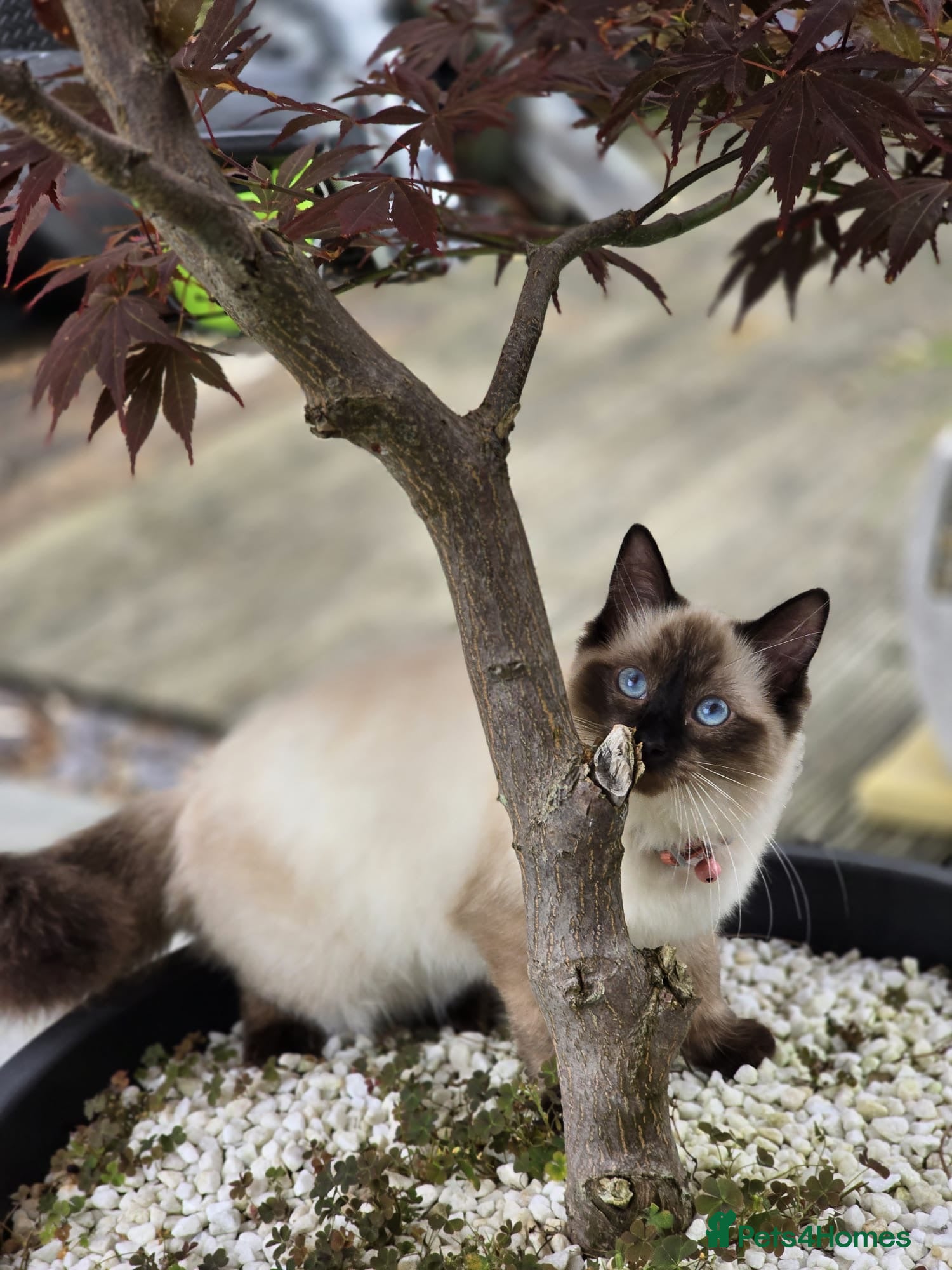 Mixed Breed cats for sale: Kittens for Sale  - Advert 1
