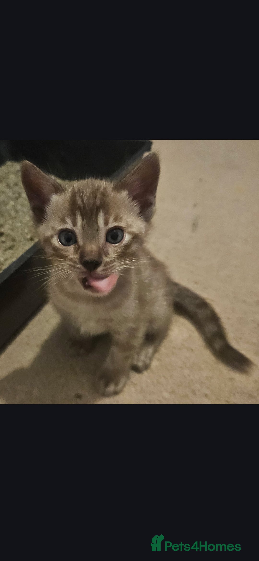 Bengal cats for sale: Bengal kittens ready Jan 30th - Advert 7