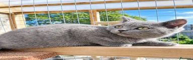 British Shorthair 2