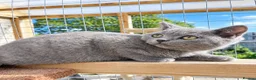 British Shorthair cats for sale: X3 British Blue Boys available  - Advert 4