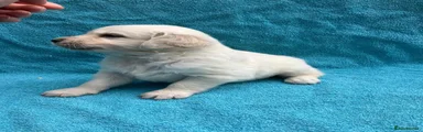 Golden Retriever 3