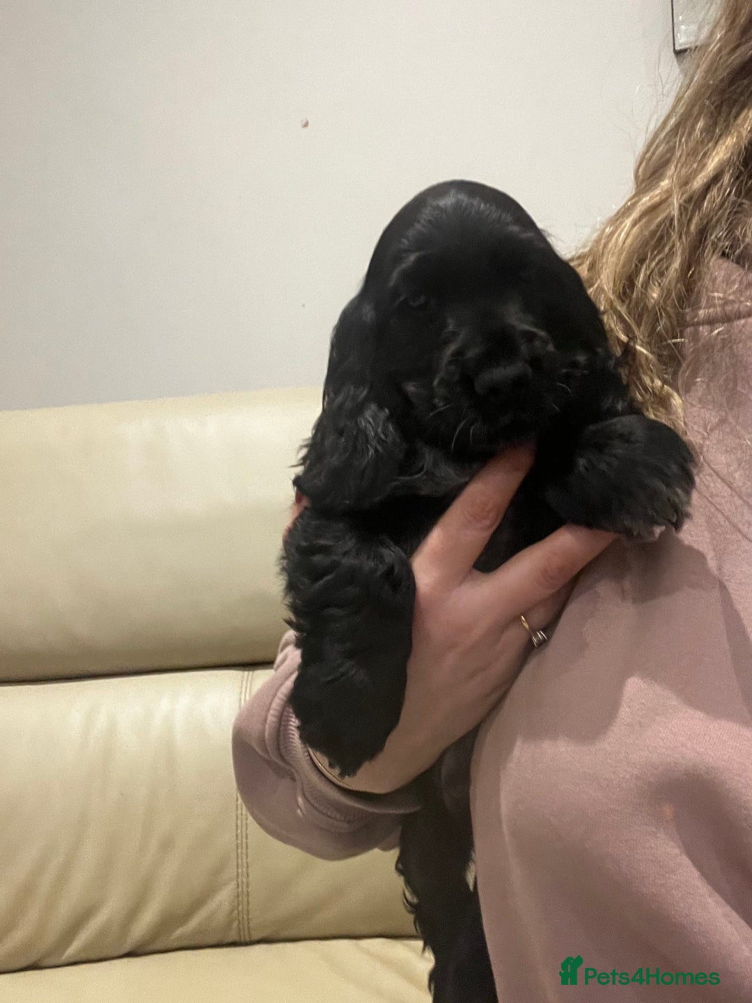 Cocker Spaniel dogs for sale: Show Cocker Spaniel Boys- Ready now - Advert 5