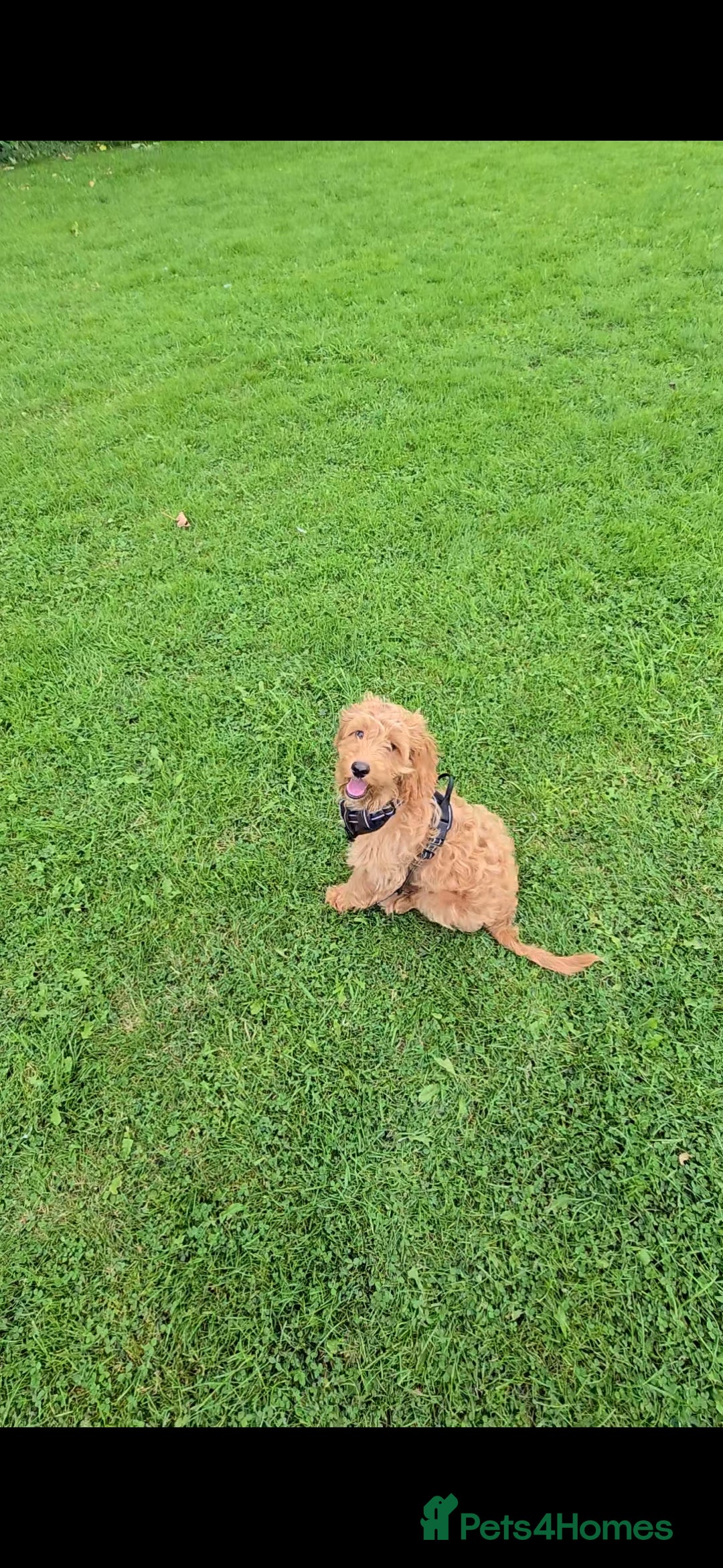 Cockapoo dogs for sale: Loveable Biscuit - Advert 3
