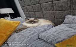 Ragdoll cats for sale: Ragdoll - Image 1