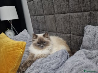 Ragdoll cats - Advert 1