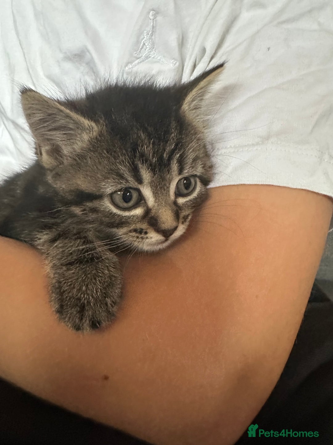 Ragdoll cats for sale: Beautiful Ragdoll X Kittens  - Image 2